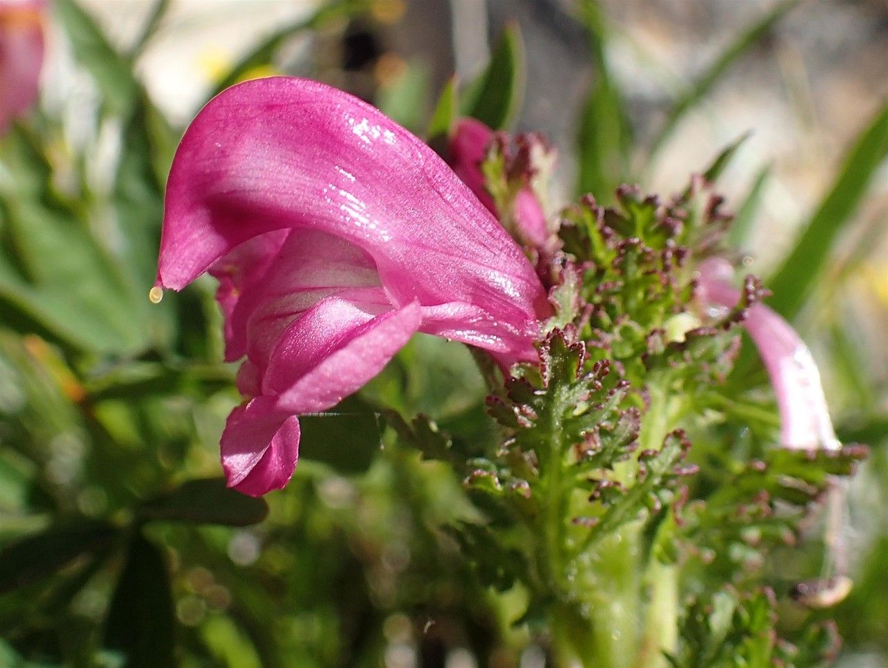 Pedicularis gyroflexa flower