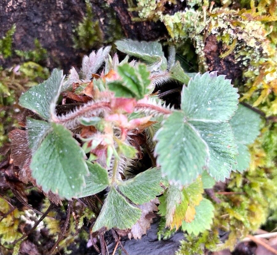 Potentilla micrantha — search result for 'Potentilla'