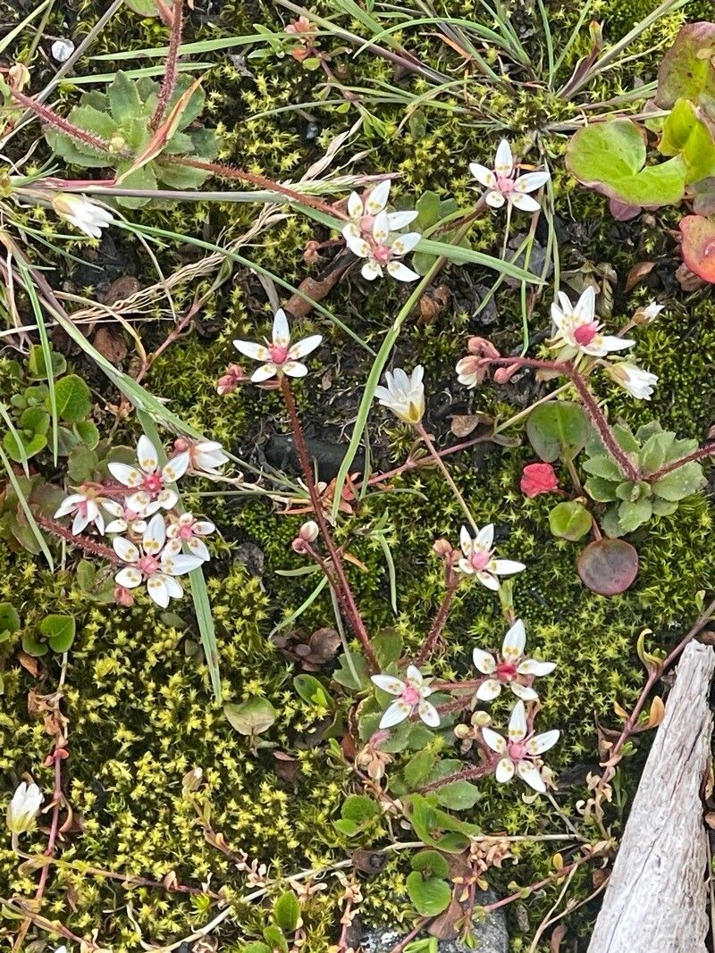 Micranthes nivalis flower
