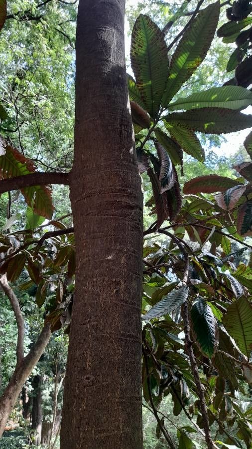 Chrysophyllum imperiale bark