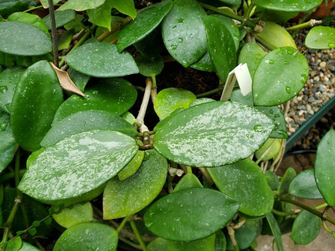 Hoya diptera leaf