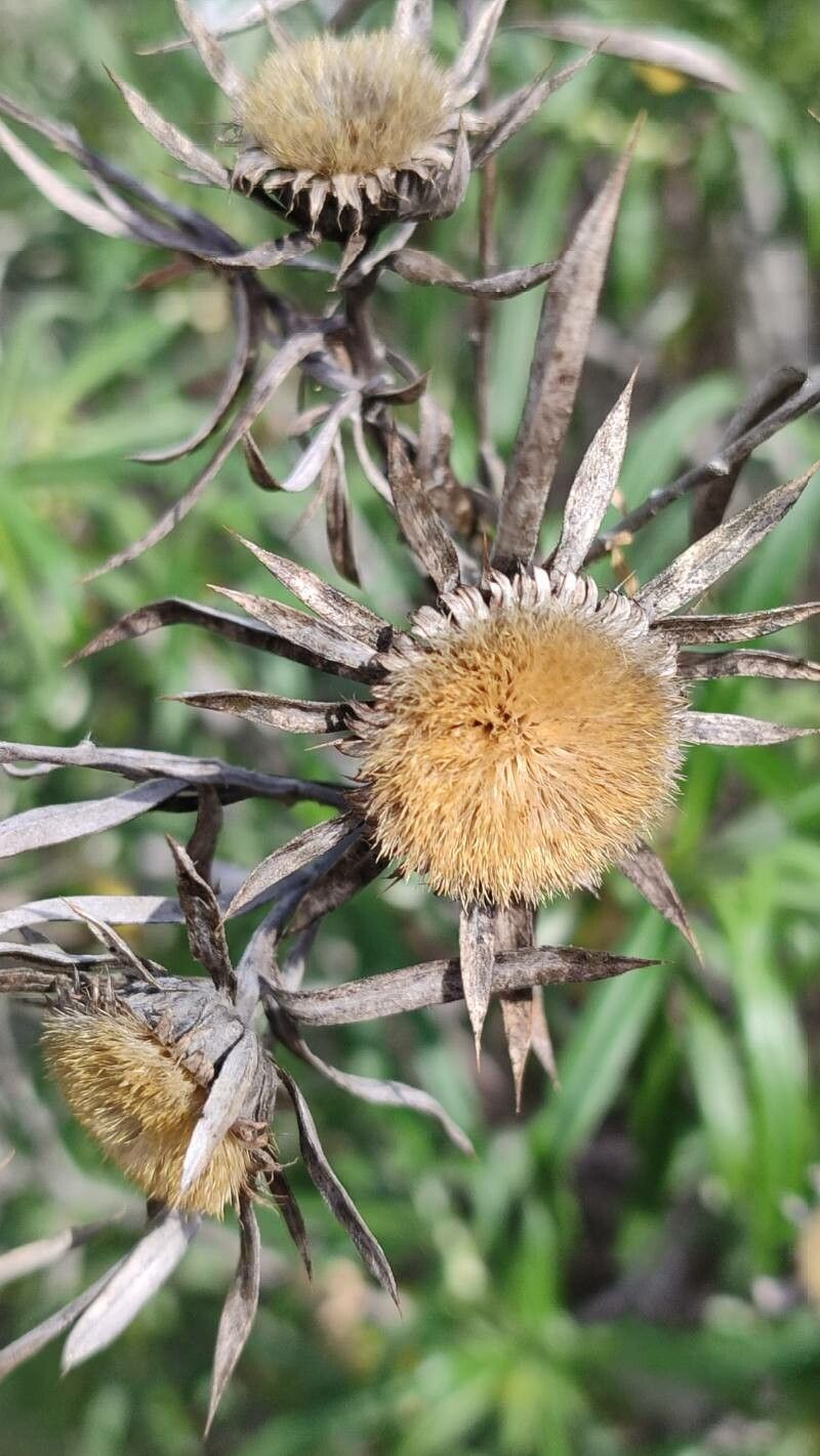 Carlina falcata flower