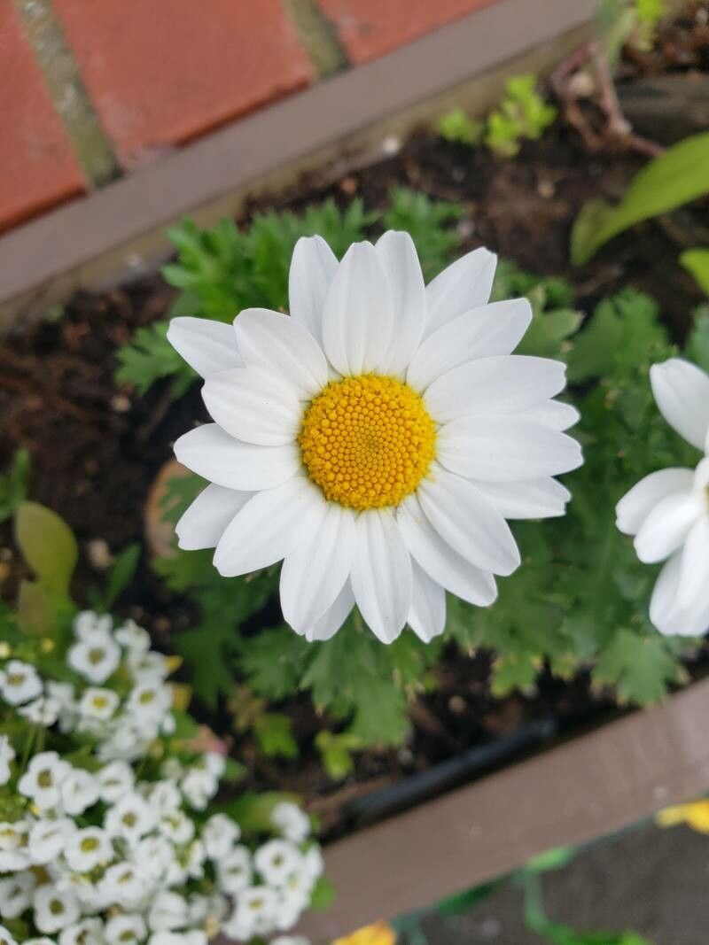 Leucanthemum paludosum flower