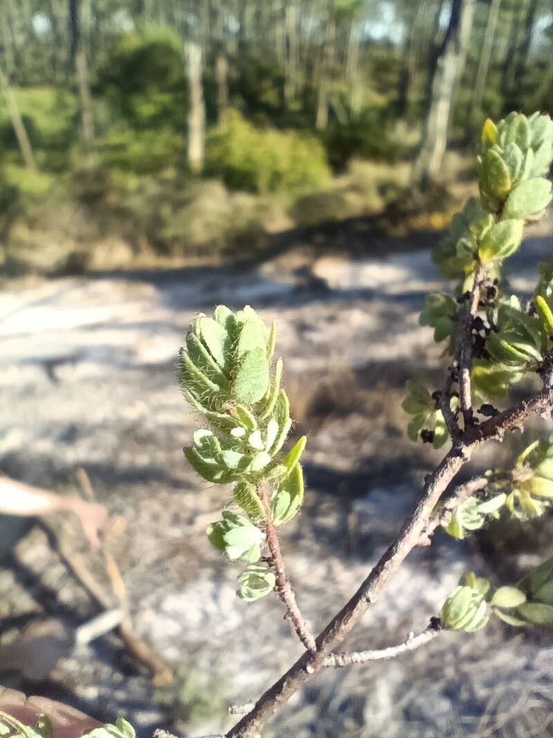 Thymelaea villosa — houseplant care guide