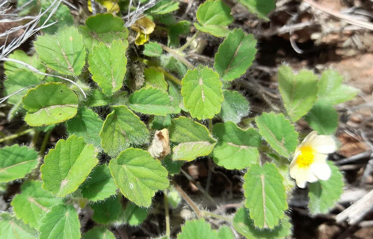 Sida argentina habit