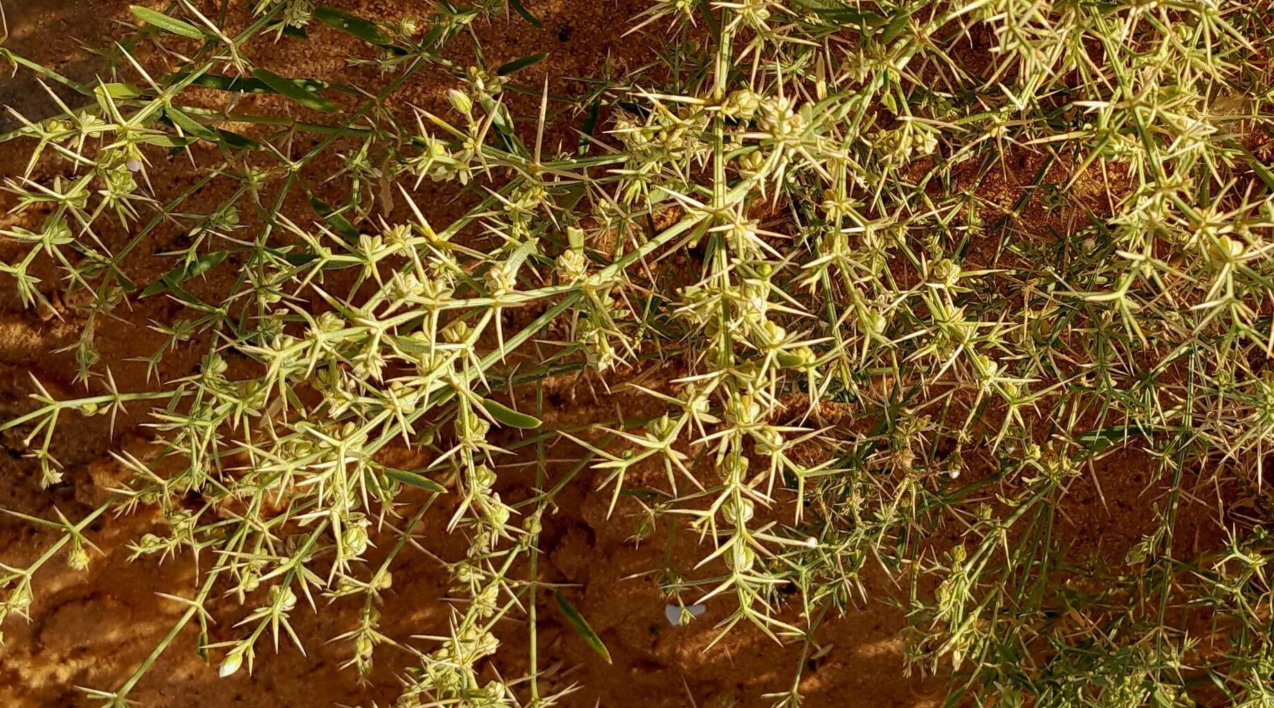 Fagonia zilloides fruit