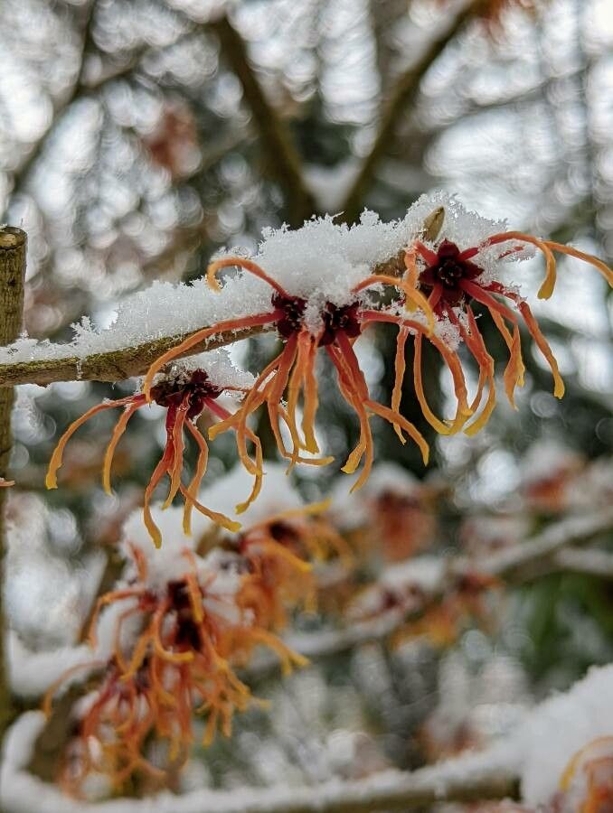 Hamamelis mollis flower
