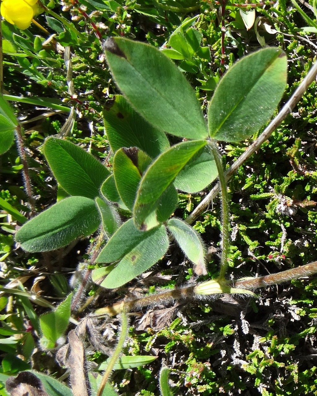 Trifolium ochroleucon leaf