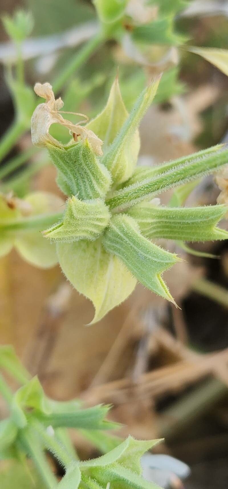 Salvia spinosa fruit