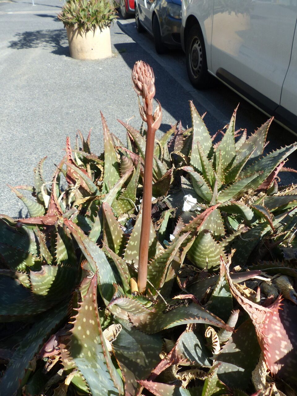 Aloe saponaria x a striata haw habit