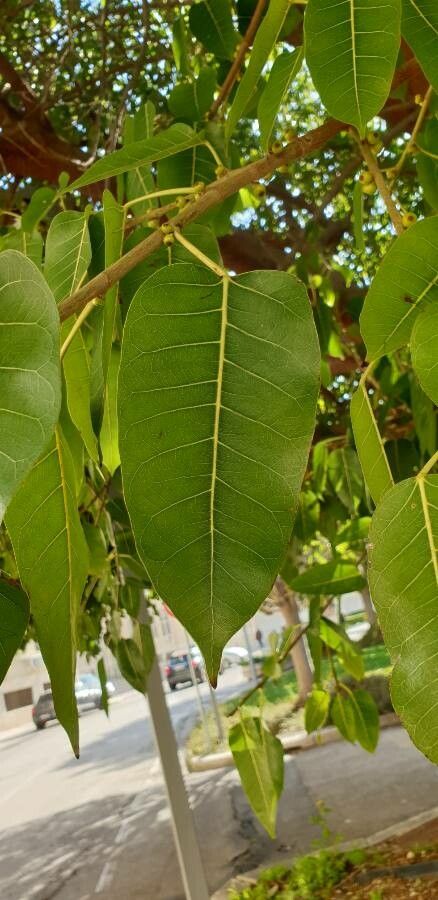 Phytolacca dioica leaf