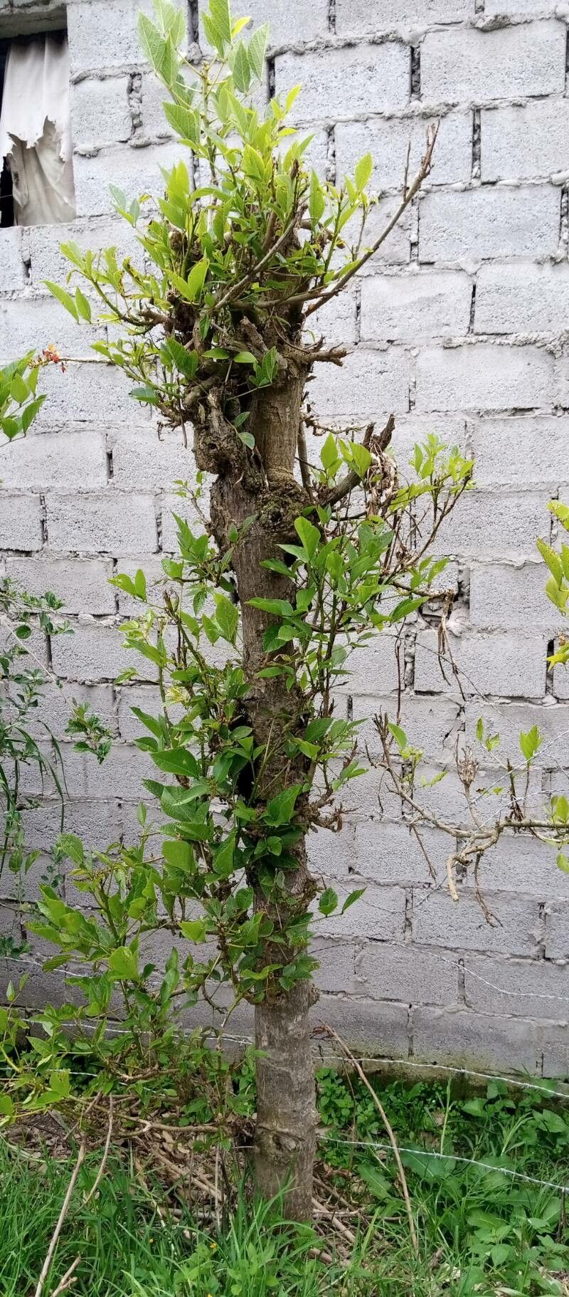 Erythrina velutina — houseplant care guide