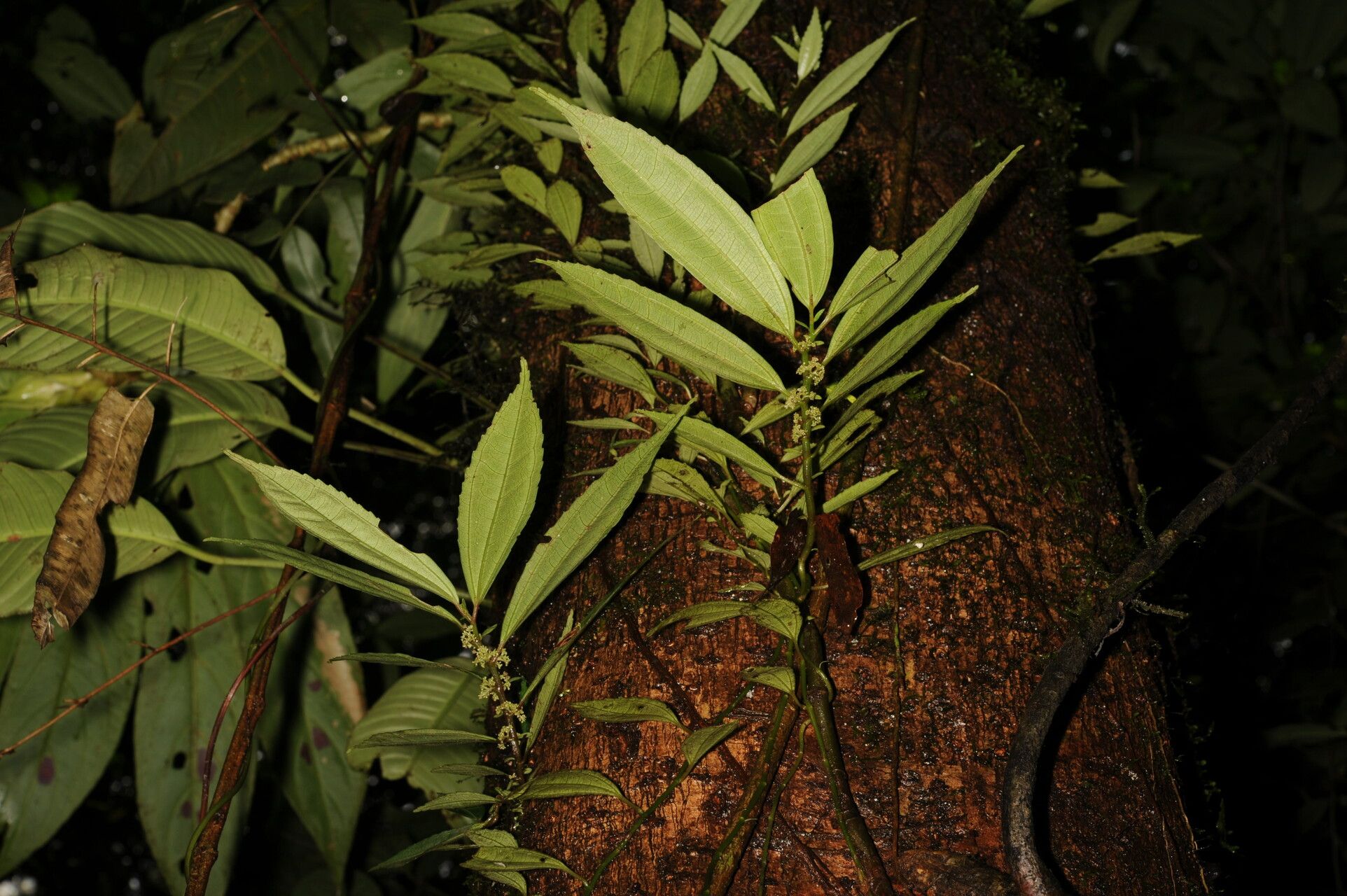 Pilea ecboliophylla leaf