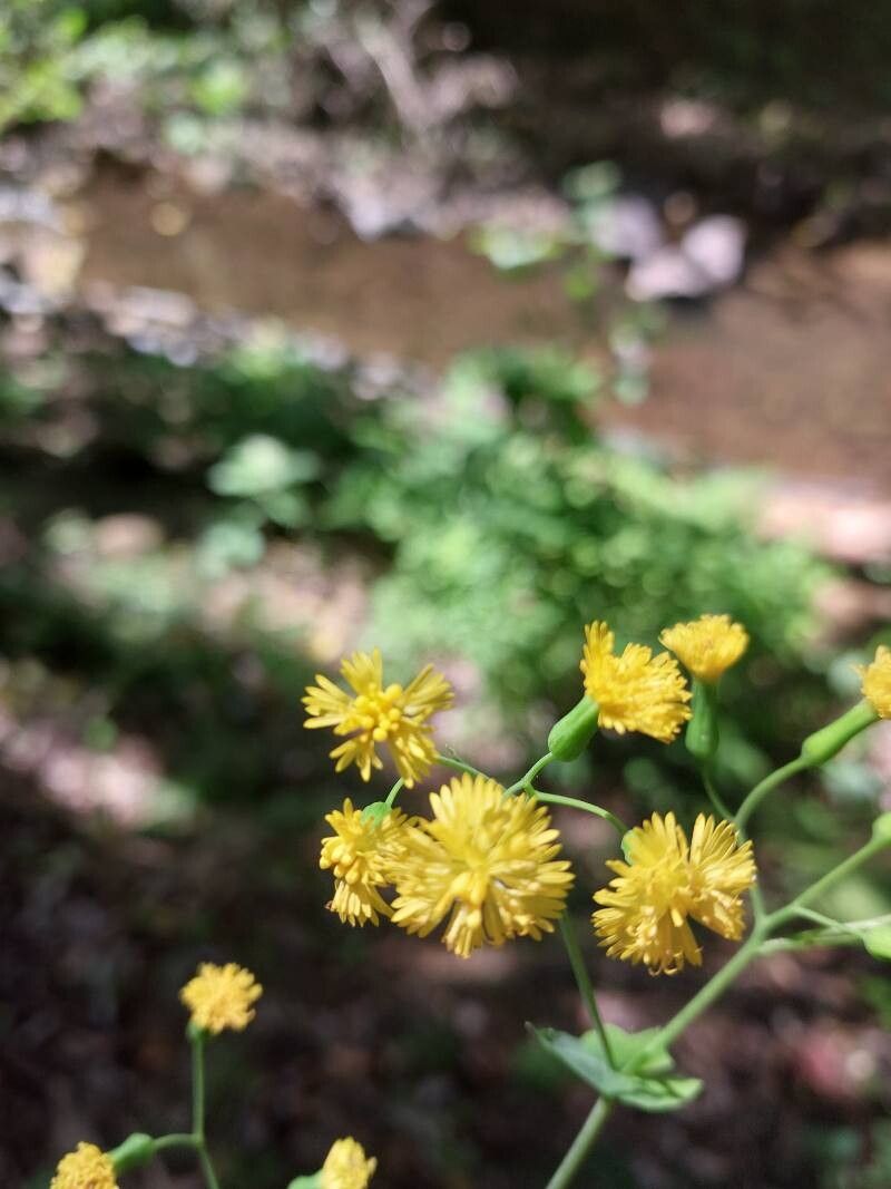 Emilia citrina flower
