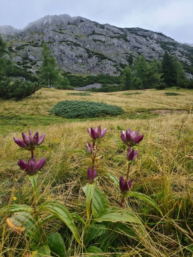 Gentiana pannonica habit