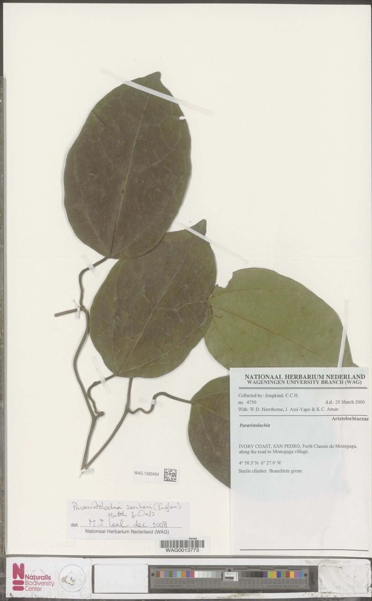 Aristolochia zenkeri — search result for 'Aristolochia'