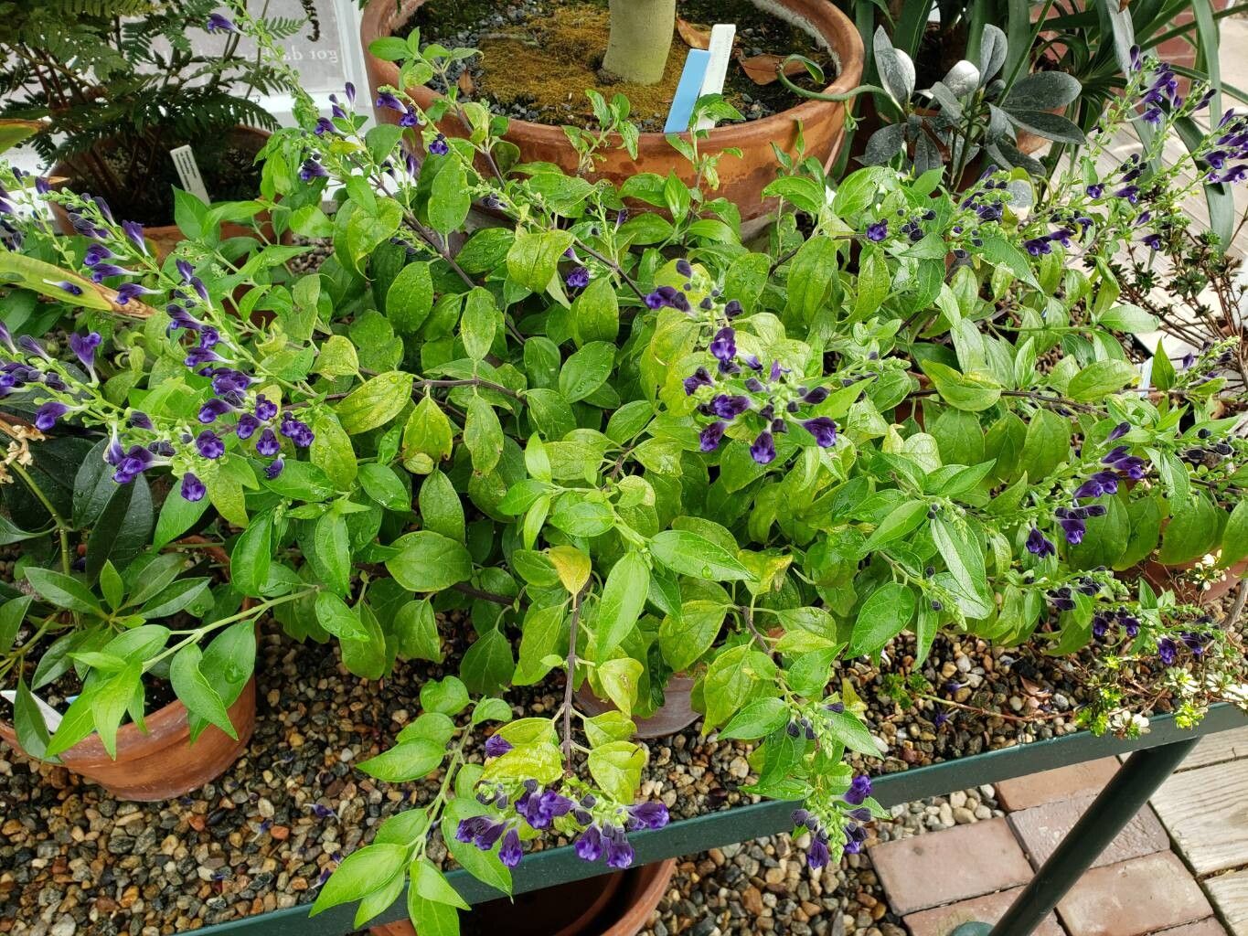 Scutellaria javanica habit