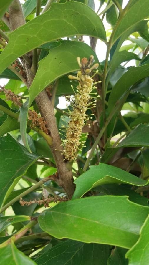 Roupala montana flower