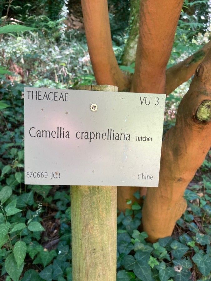 Camellia crapnelliana other