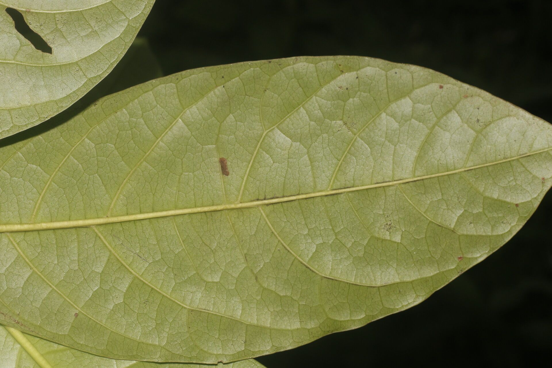 Bourreria grandicalyx leaf