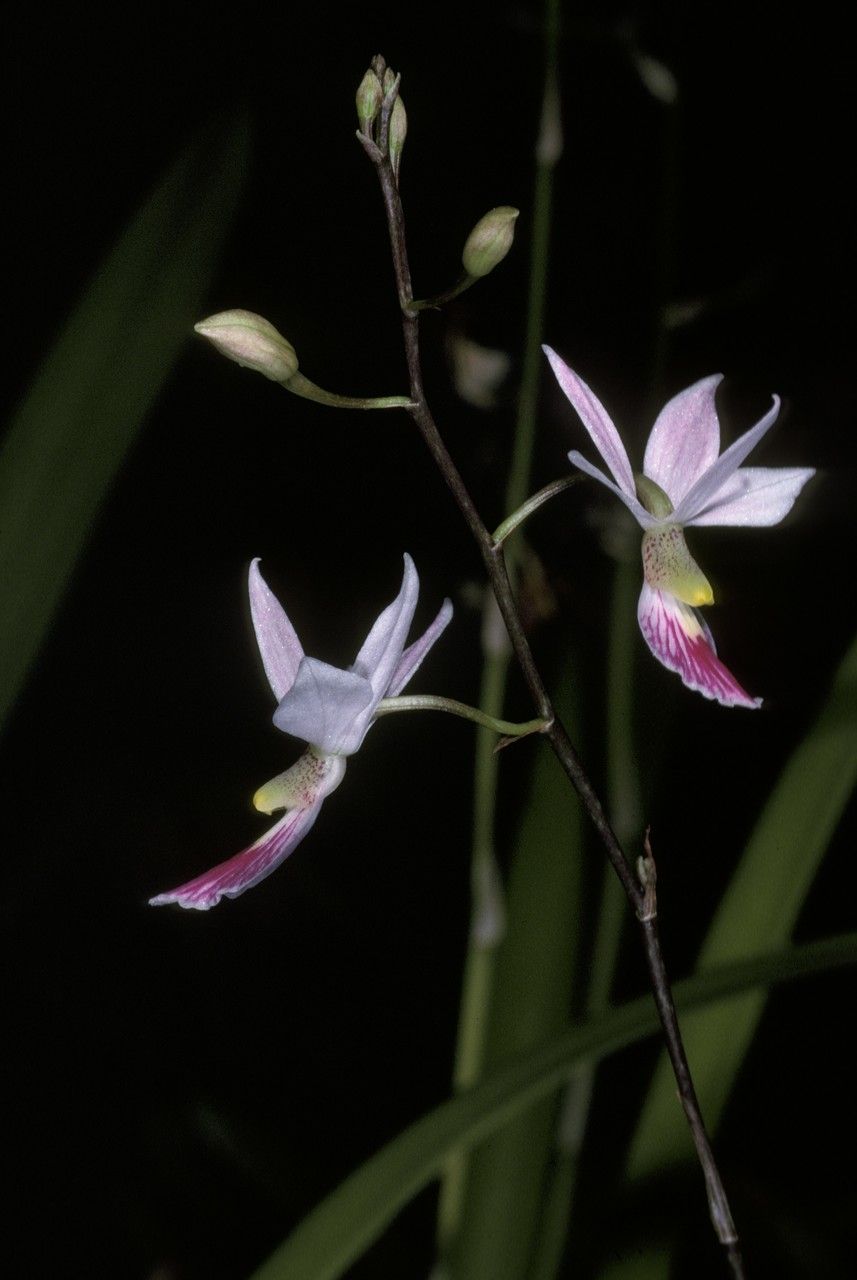 Barkeria shoemakeri flower