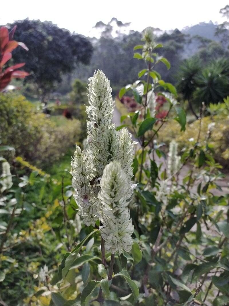 Nicoteba betonica flower