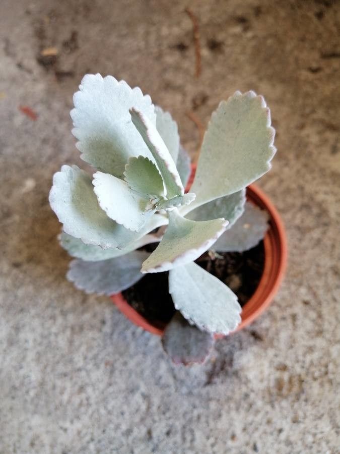 Kalanchoe pumila fruit