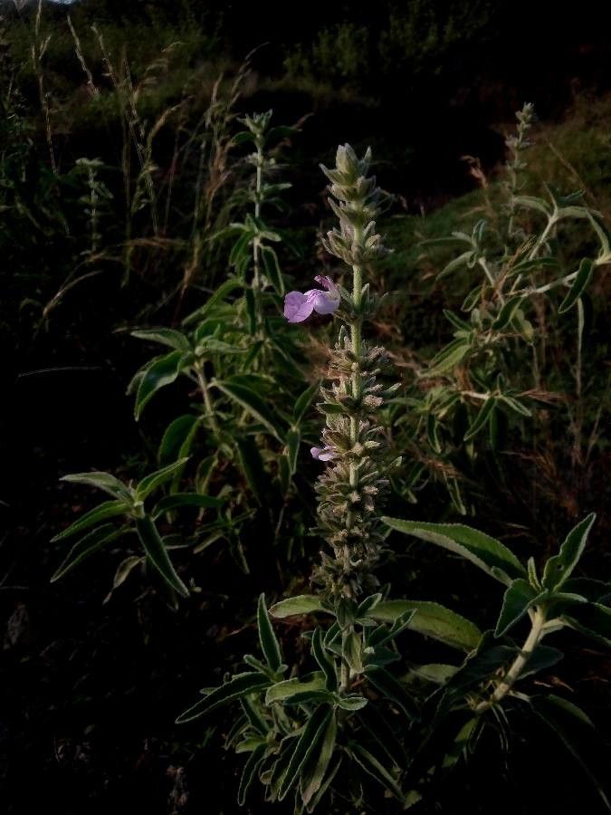 Anisomeles malabarica — search result for 'Bangladesh'