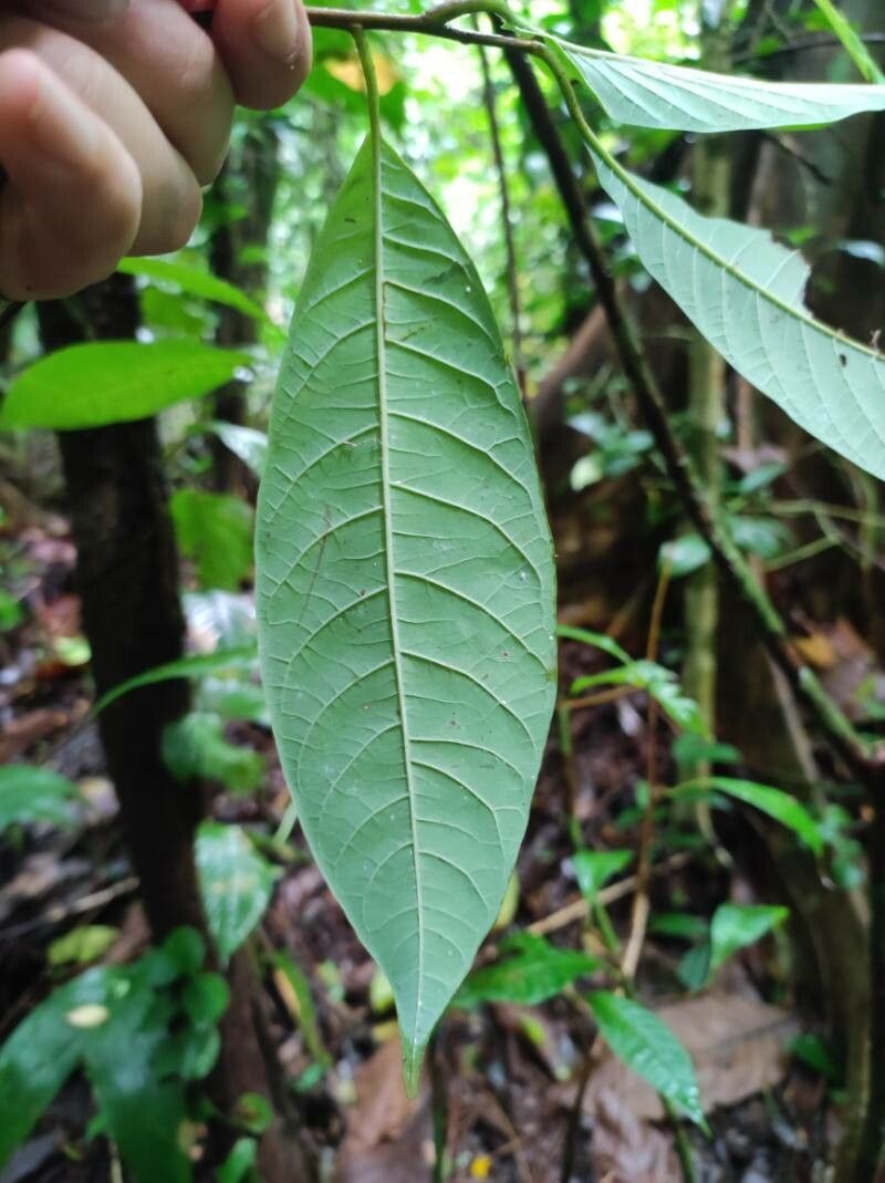 Pouteria filiformis — houseplant care guide