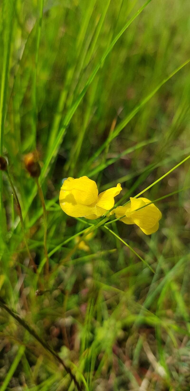 Utricularia cornuta — search result for 'Utricularia'