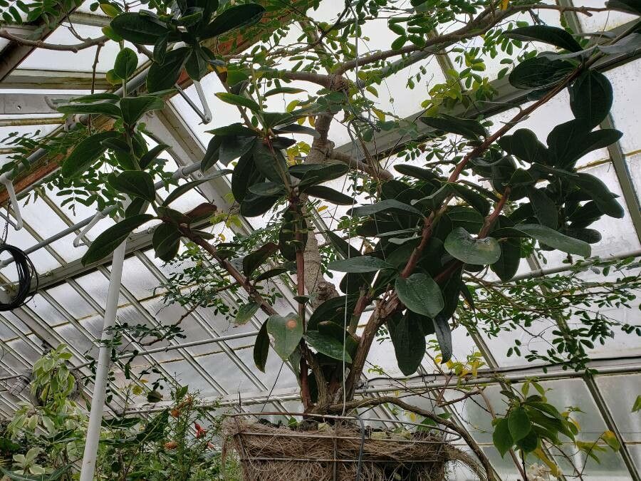 Cavendishia adenophora habit