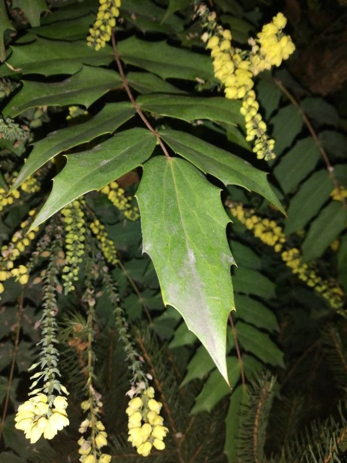 Berberis bealei — unique fruits houseplant