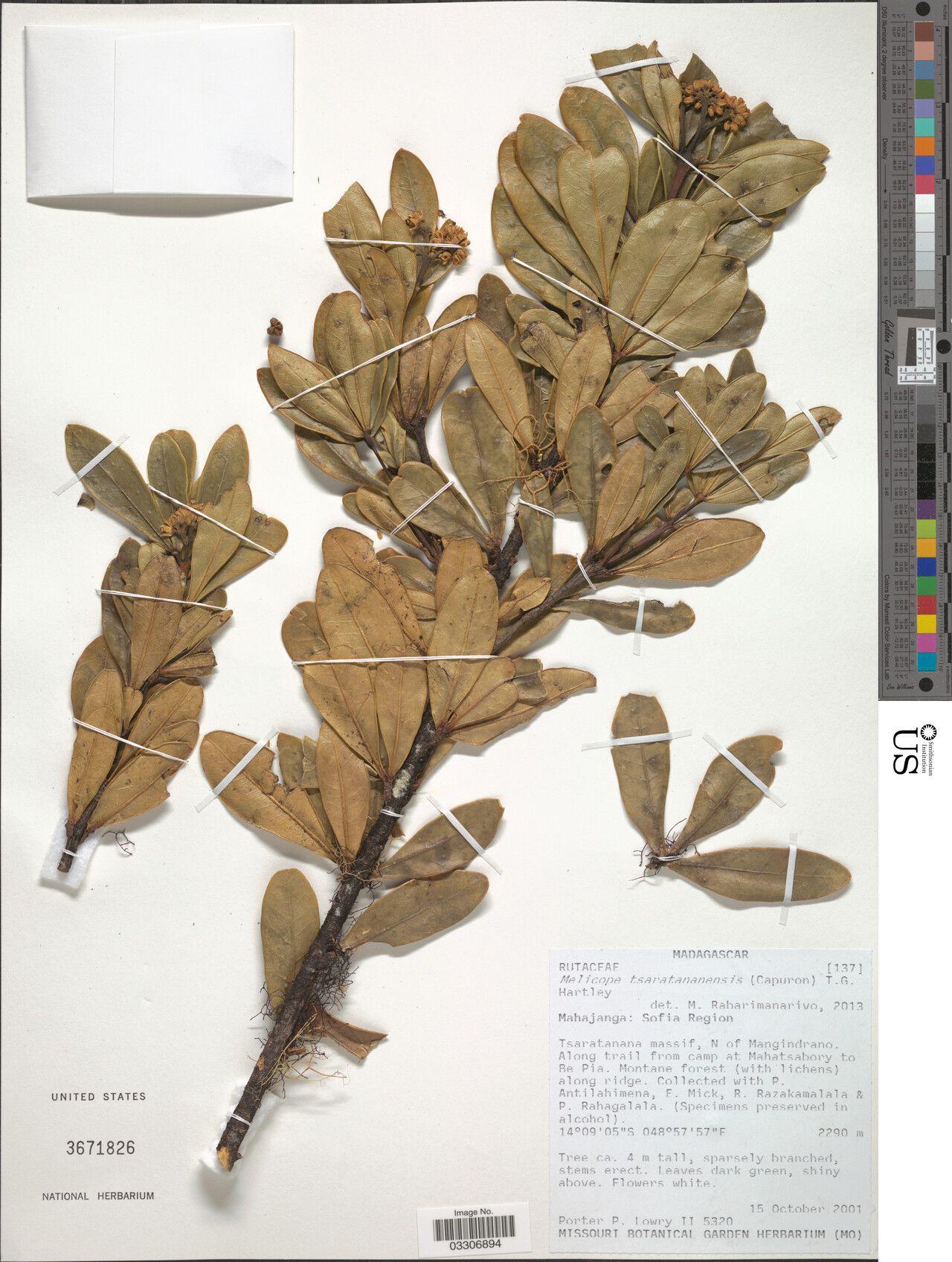 Melicope tsaratananensis — houseplant care guide