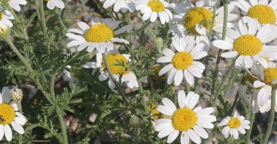 Anthemis austroiranica — search result for 'Anthemis'