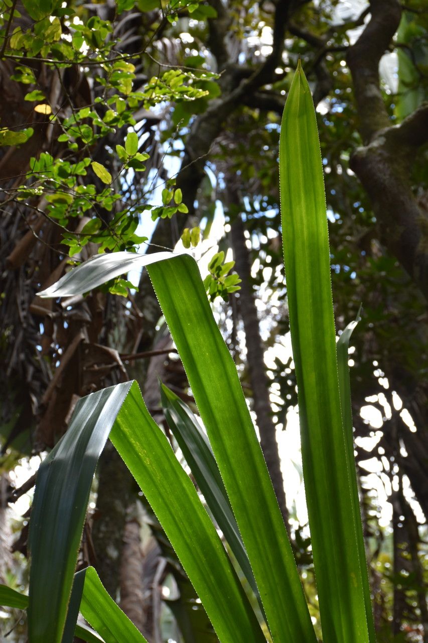 Pandanus iceryi leaf