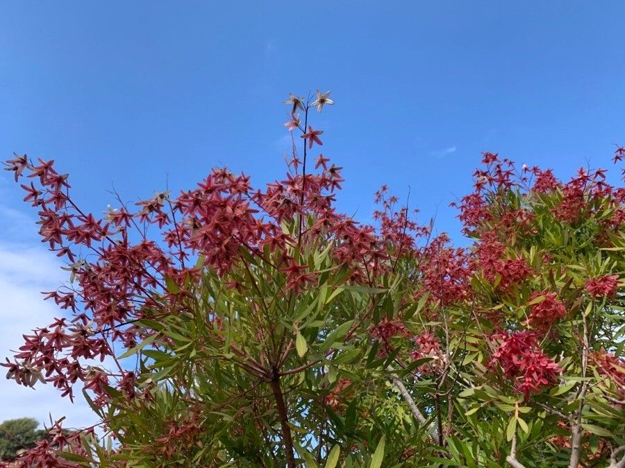 Loxostylis alata flower