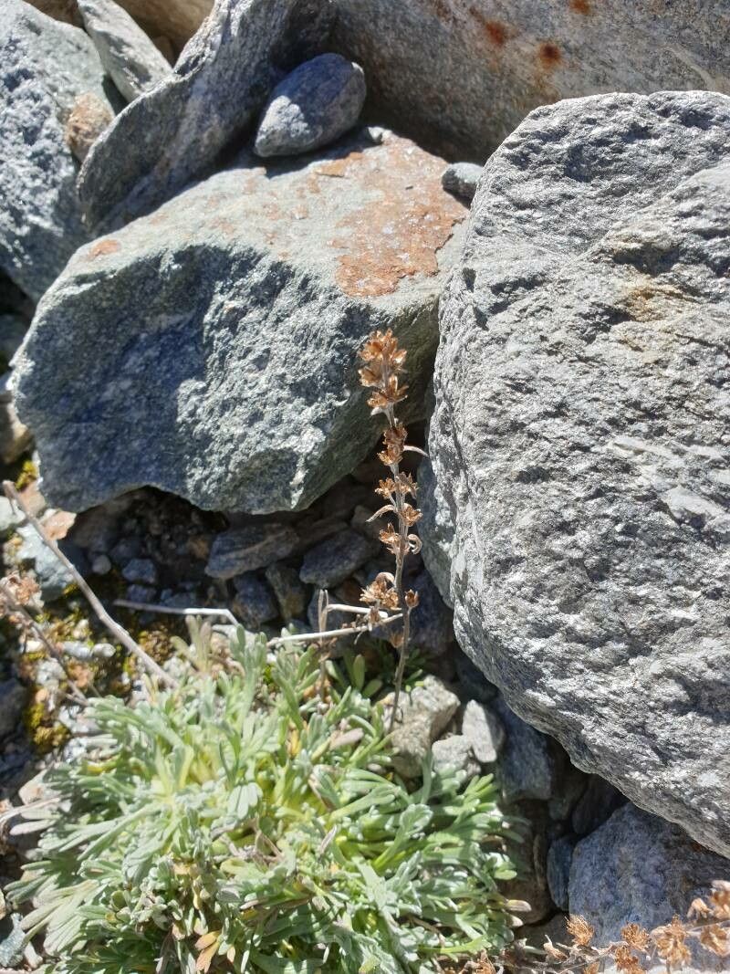 Artemisia umbelliformis fruit