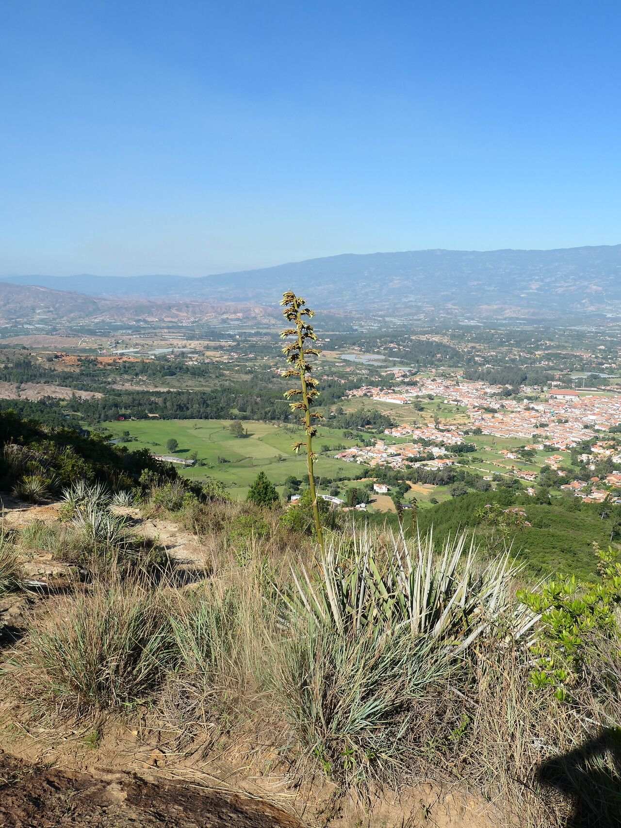 Puya bicolor habit