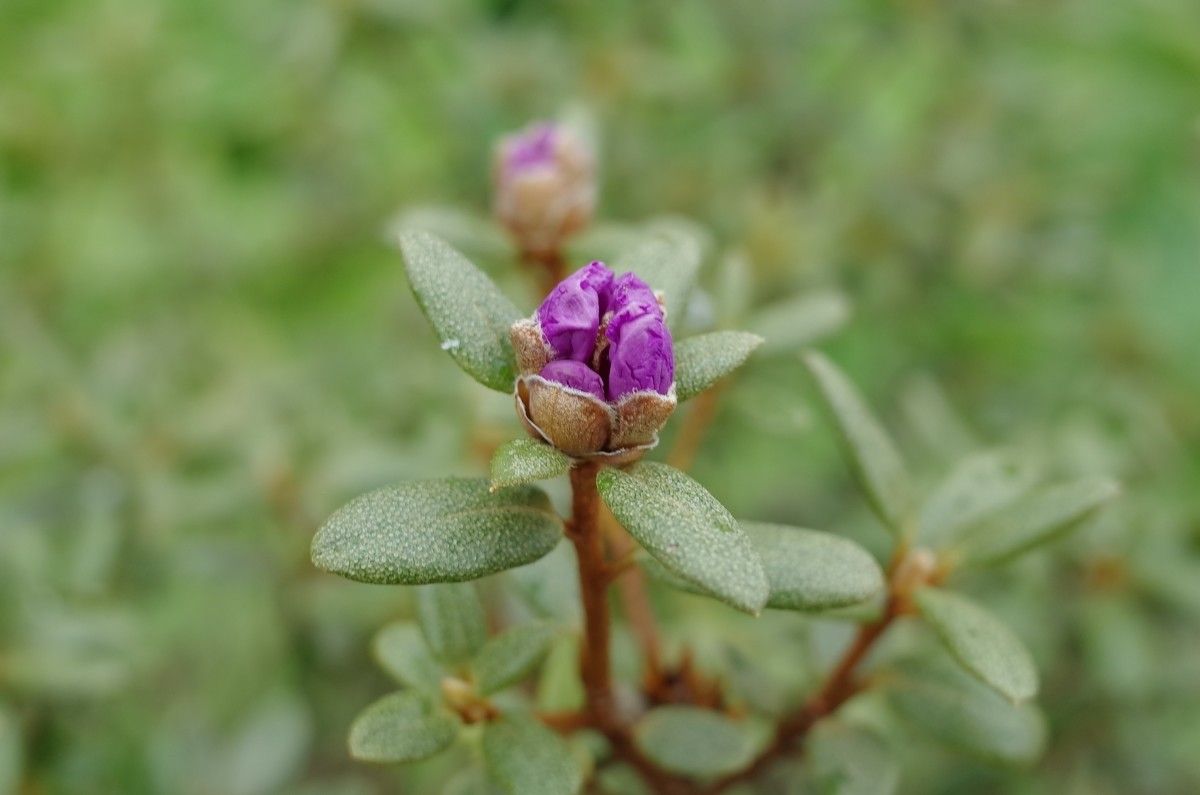 Rhododendron yungningense other