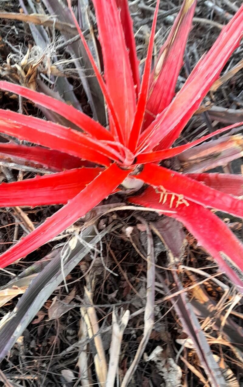 Bromelia serra habit