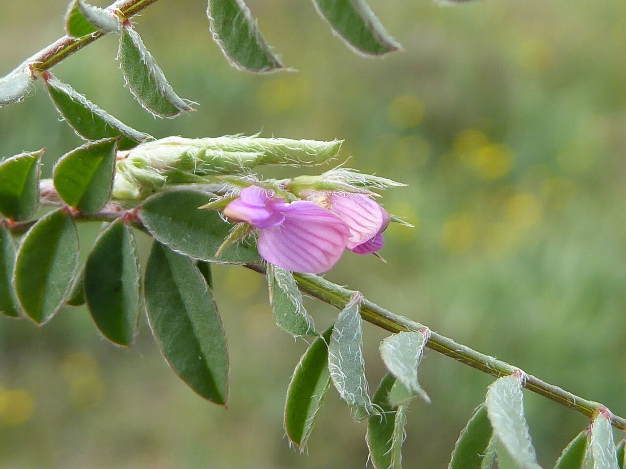 Onobrychis caput-galli flower