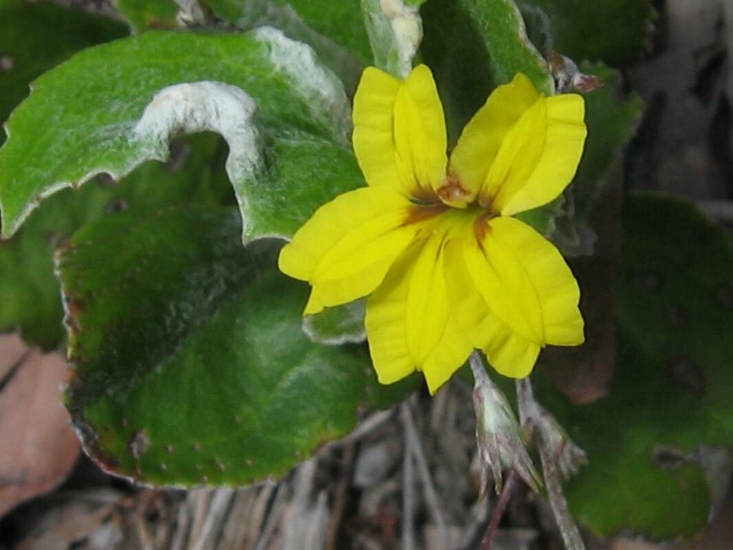 Goodenia hederacea leaf