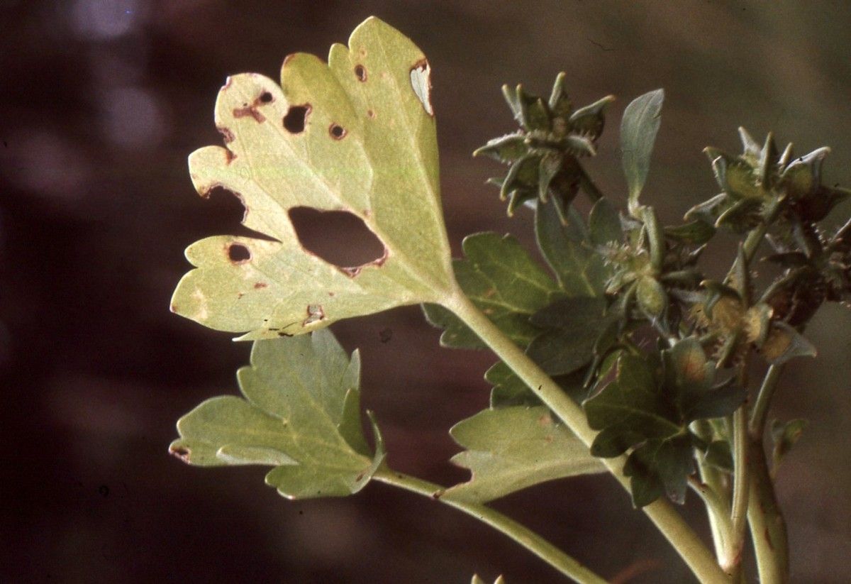 Ranunculus macrophyllus fruit