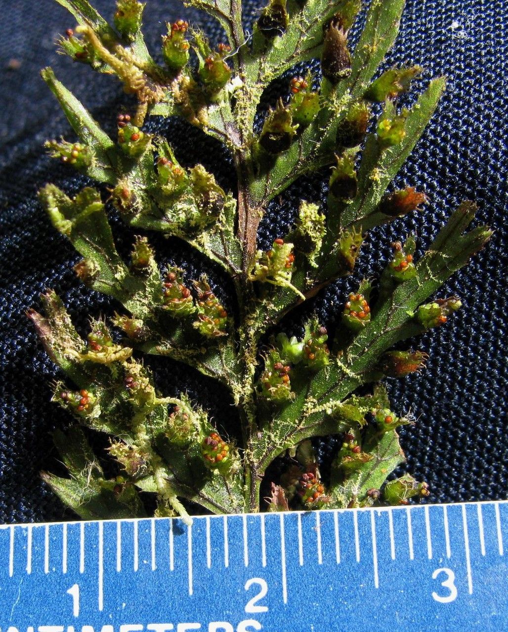 Hymenophyllum fucoides other