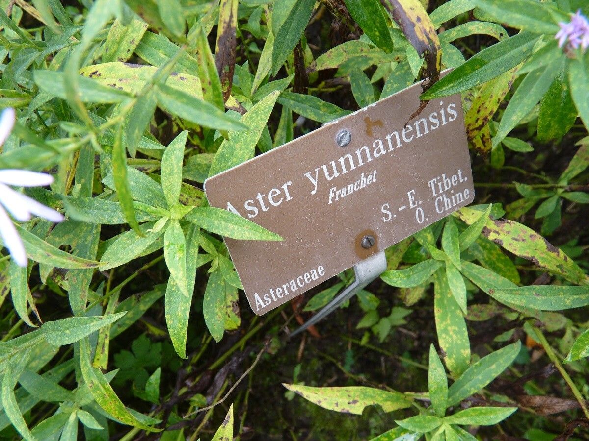 Aster yunnanensis — houseplant care guide