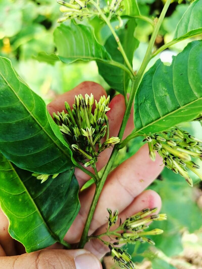 Cestrum ochraceum flower