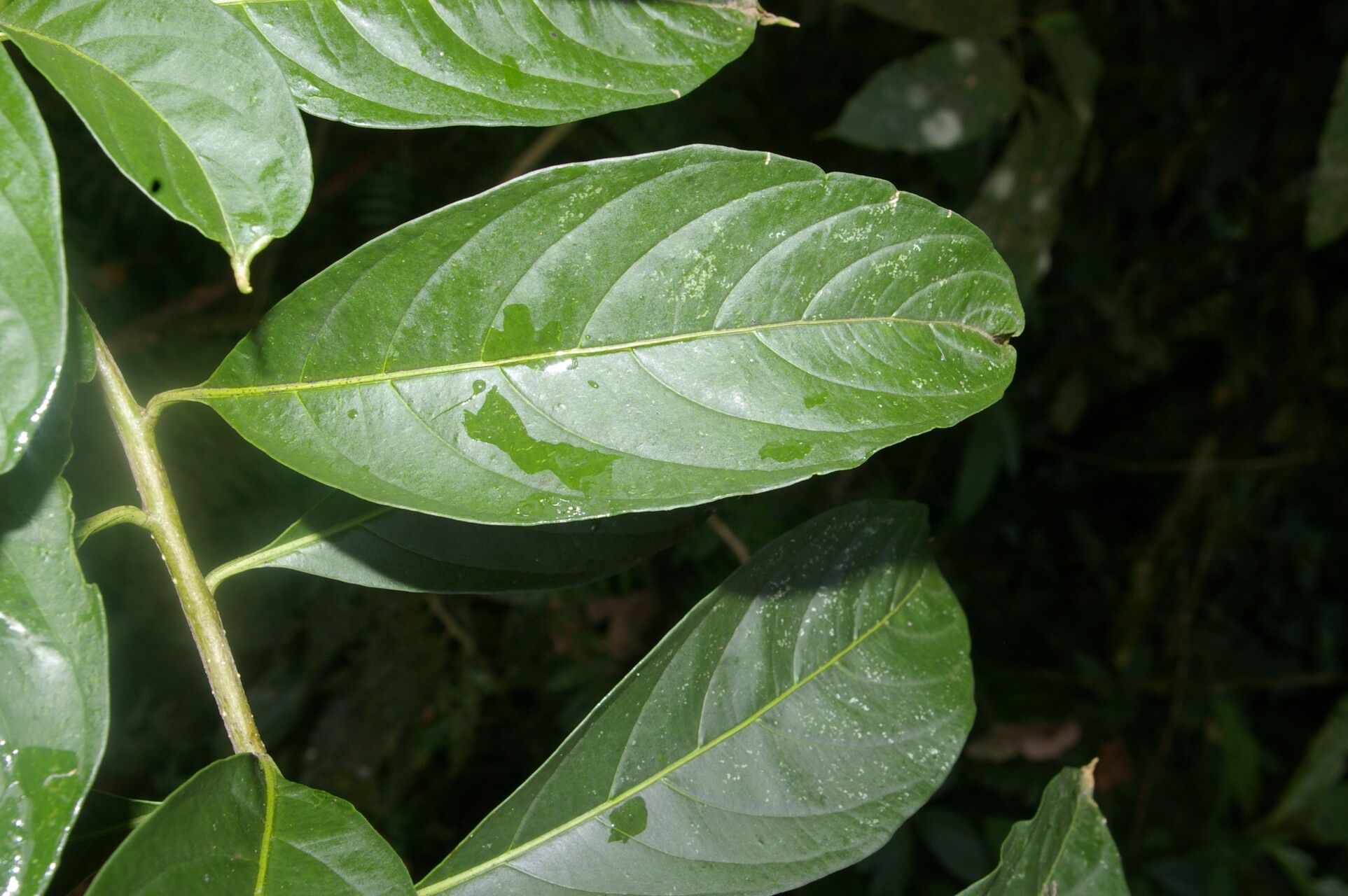 Solanum aphyodendron — houseplant care guide