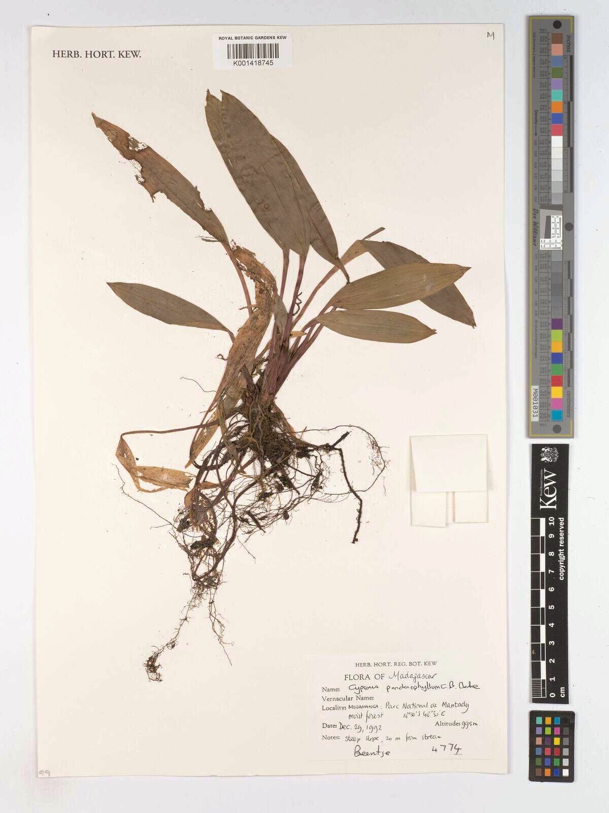 Cyperus pandanophyllum — houseplant care guide