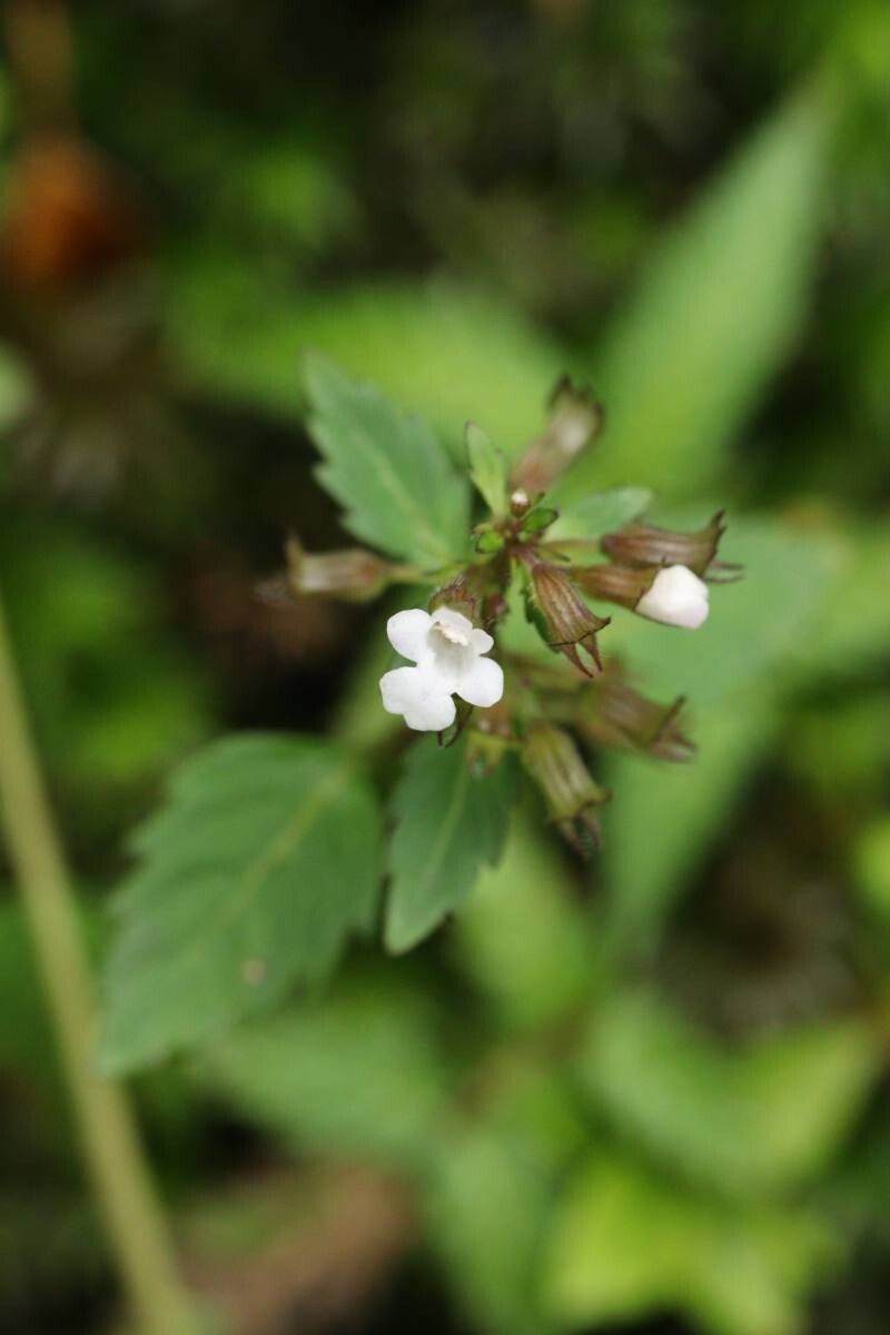 Clinopodium multicaule — search result for 'Clinopodium'