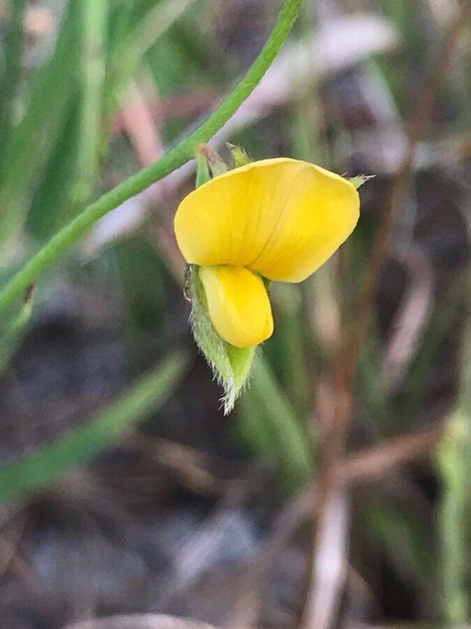 Crotalaria purshii — search result for 'Crotalaria'
